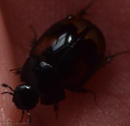 Sphaeridium scarabaeoides