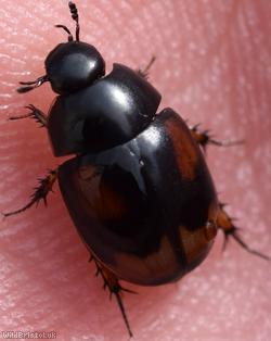 Sphaeridium scarabaeoides
