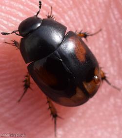 Sphaeridium scarabaeoides