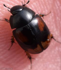 Sphaeridium scarabaeoides