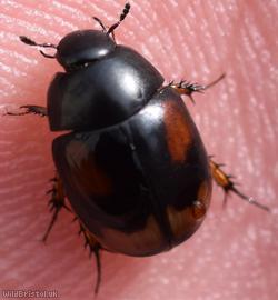 Sphaeridium scarabaeoides