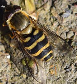 Hairy-eyed Syrphus