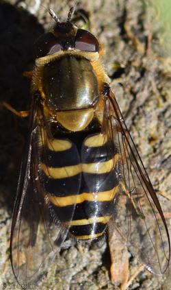 Hairy-eyed Syrphus