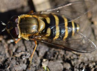 Hairy-eyed Syrphus