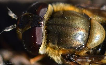 Hairy-eyed Syrphus