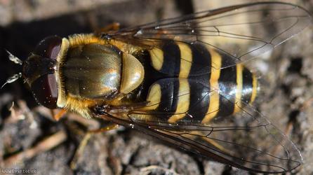 Hairy-eyed Syrphus
