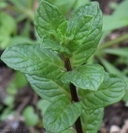 Peppermint