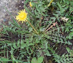 Hairy-ribbed Dandelion