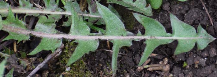 Hairy-ribbed Dandelion
