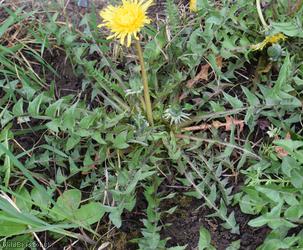 Hairy-ribbed Dandelion
