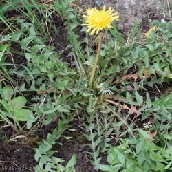 Hairy-ribbed Dandelion