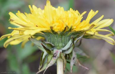 Hairy-ribbed Dandelion