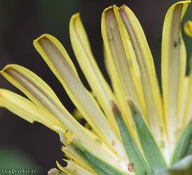 Hairy-ribbed Dandelion