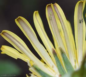 Hairy-ribbed Dandelion