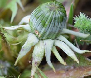 Hairy-ribbed Dandelion