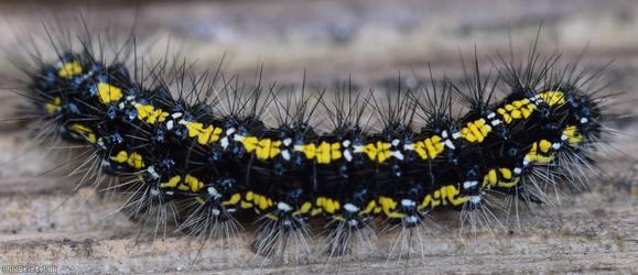 Scarlet Tiger Moth