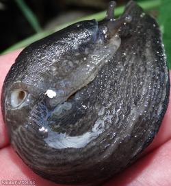 Ash-black Slug