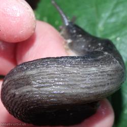 Ash-black Slug