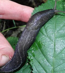 Ash-black Slug