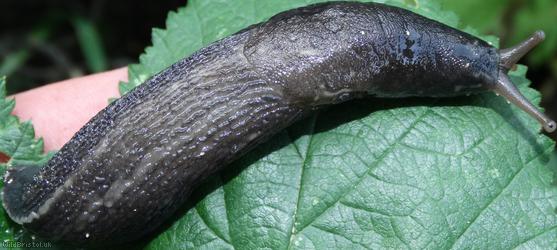 Ash-black Slug