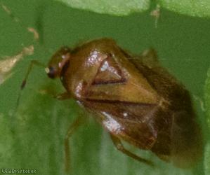 Bracken Bug