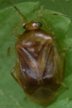 image for Bracken Bug