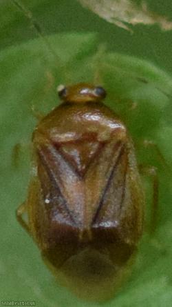 Bracken Bug