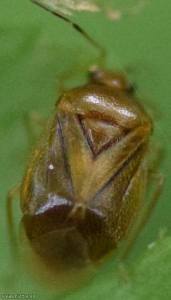 Bracken Bug