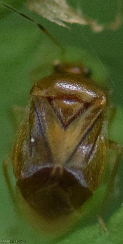 Bracken Bug