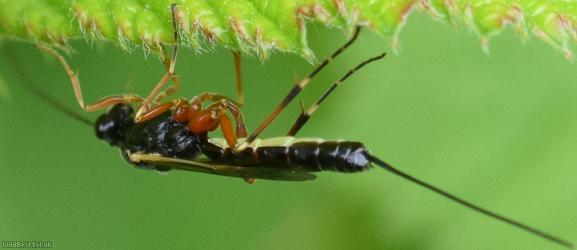 Glypta woerzi