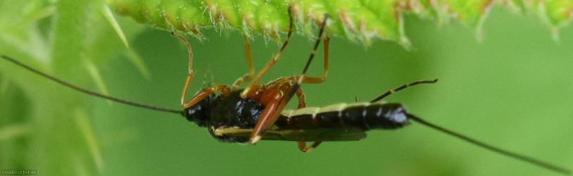 Glypta woerzi
