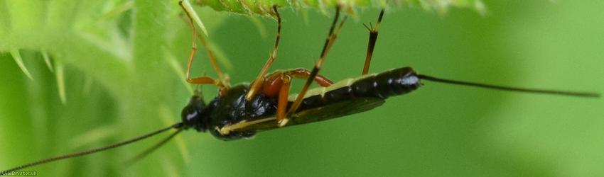 Glypta woerzi
