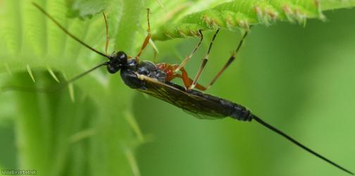 Glypta woerzi