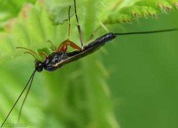 Glypta woerzi