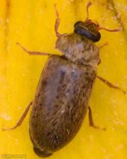 Byturus ochraceus