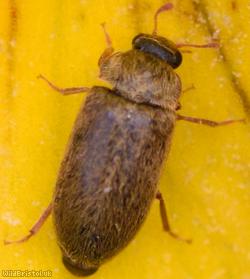 Byturus ochraceus