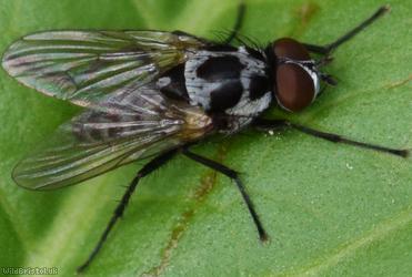 Big-spot Anthomyia