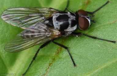 Big-spot Anthomyia