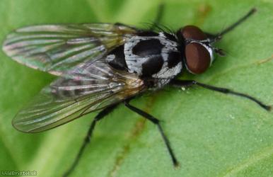 Big-spot Anthomyia