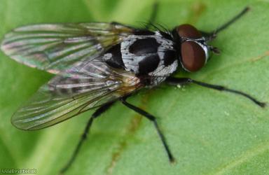 Big-spot Anthomyia