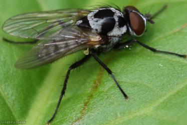 Big-spot Anthomyia