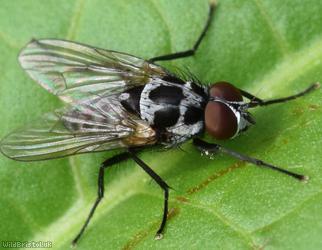 Big-spot Anthomyia