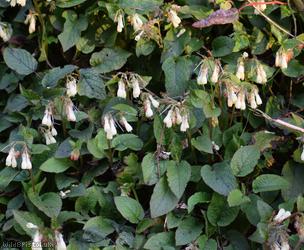 Creeping Comfrey