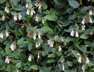 Creeping Comfrey