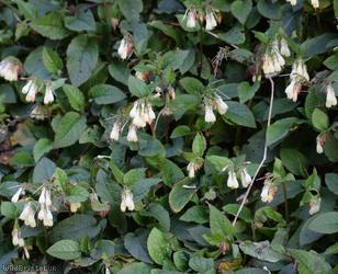 Creeping Comfrey