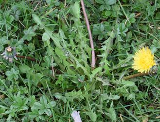 image for Green-stalked Dandelion
