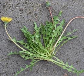 Green-stalked Dandelion