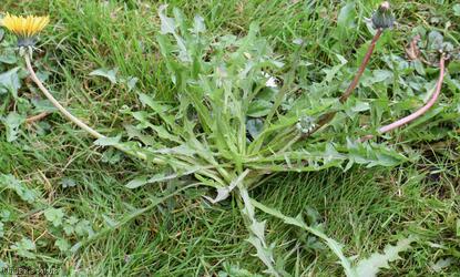 Green-stalked Dandelion