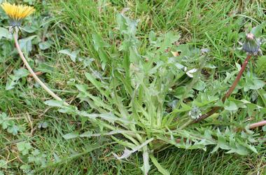 Green-stalked Dandelion