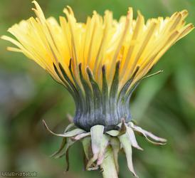 Green-stalked Dandelion